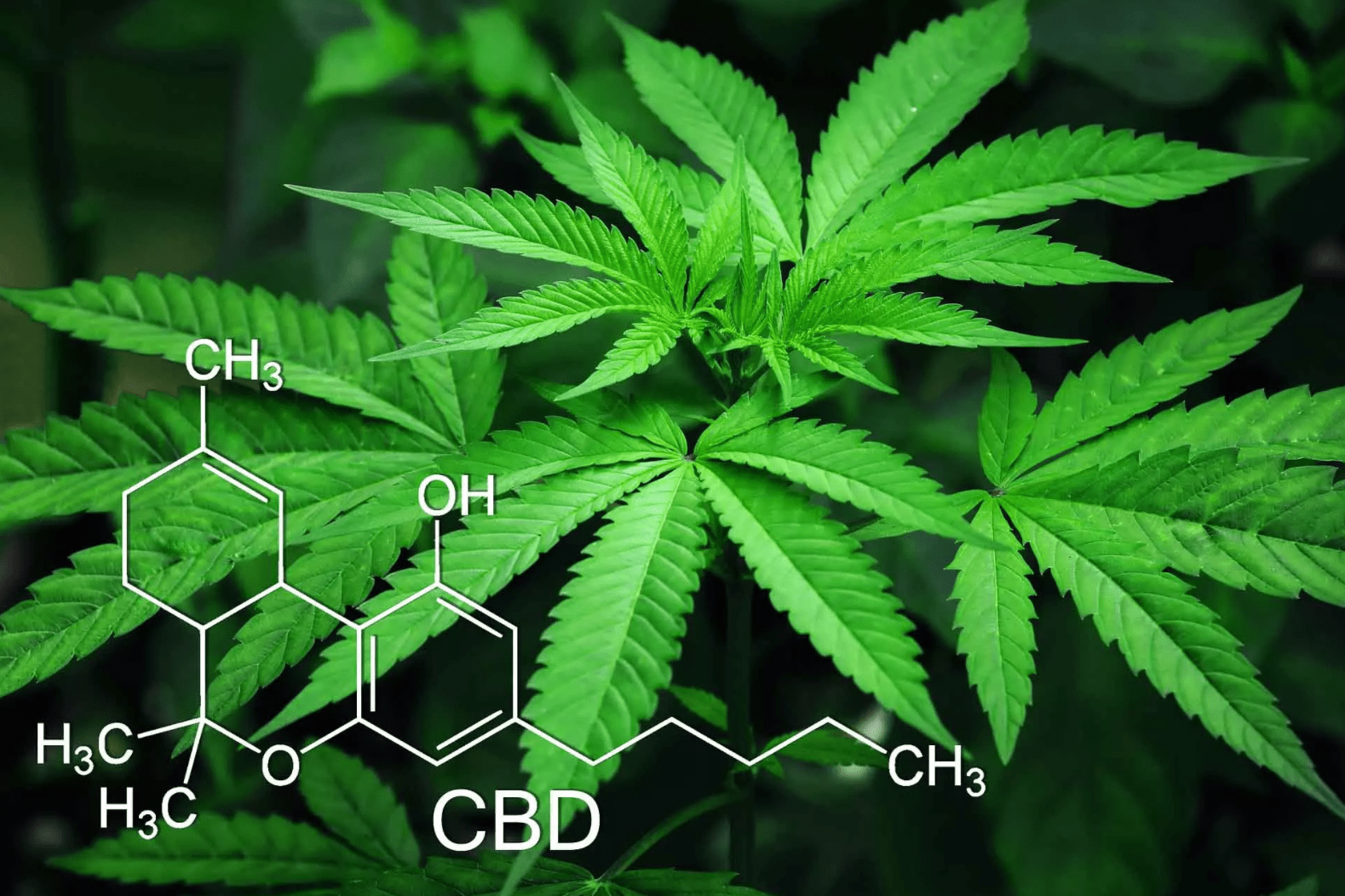 CBD effects