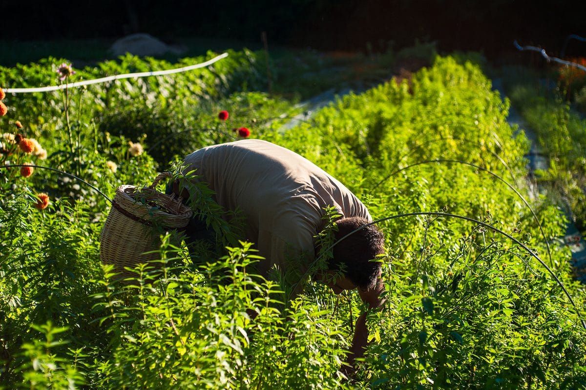 Cannabis Naturalpes