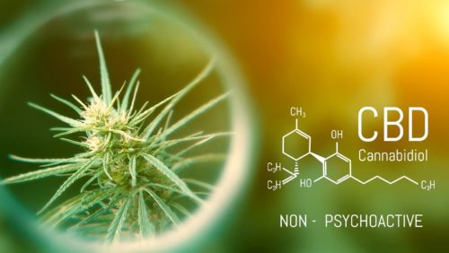 Les effets du CBD
