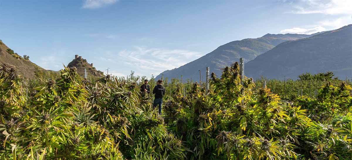 CBD production