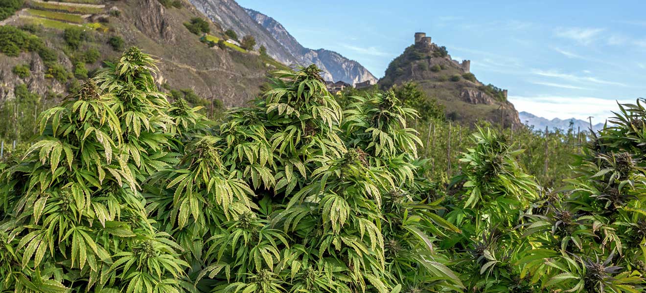 CBD cultivés en Suisse