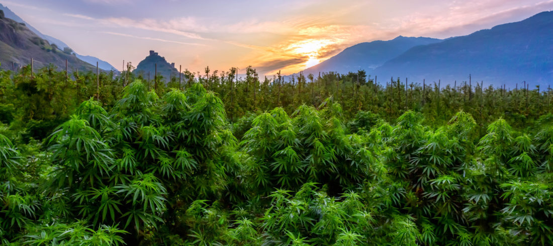 Fleurs de CBD Bio Suisse