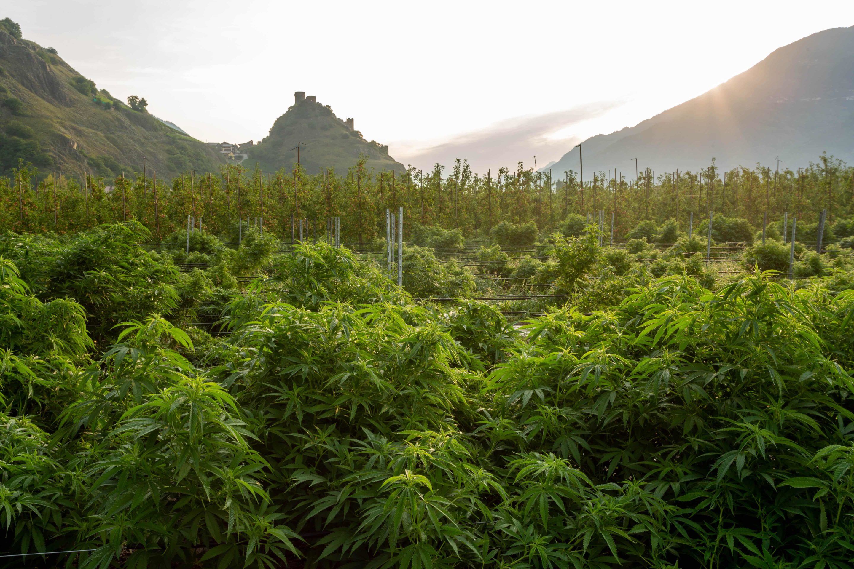 sustainable and responsible Swiss cbd agriculture